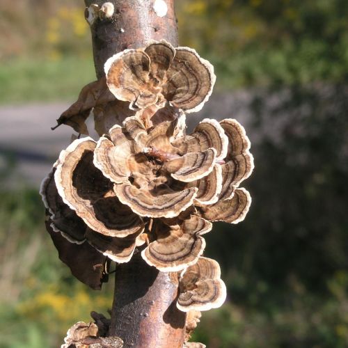 Trametes versicolor