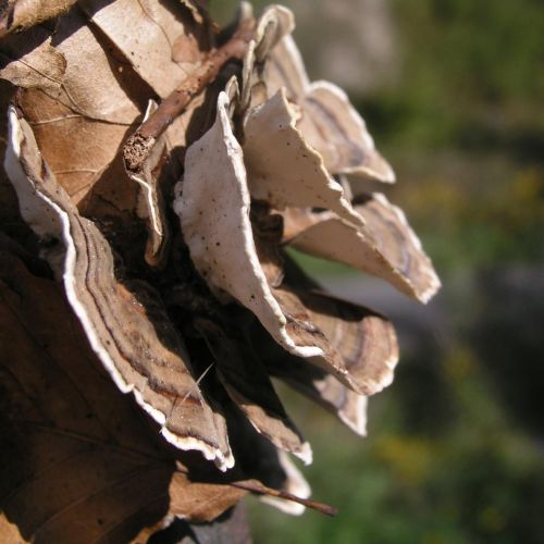 Trametes versicolor