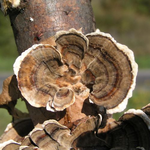 Trametes versicolor