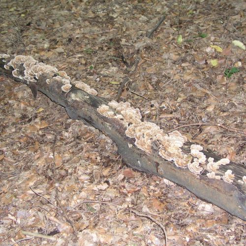 Trametes versicolor