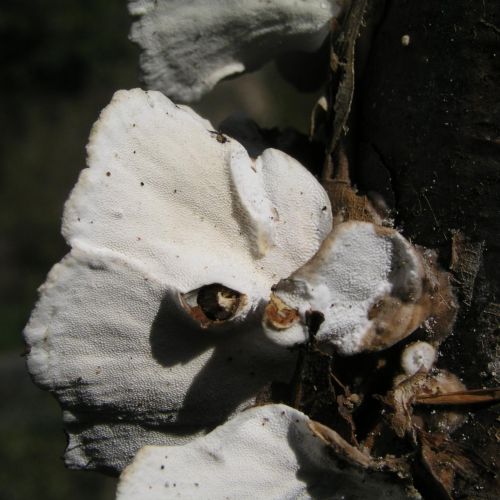 Trametes versicolor