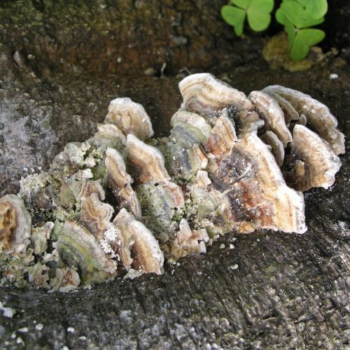 Trametes versicolor