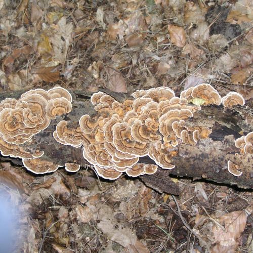 Trametes versicolor