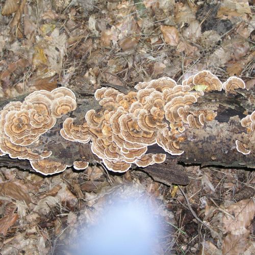 Trametes versicolor