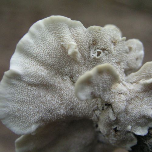 Trametes versicolor