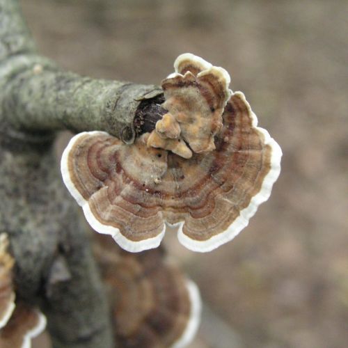 Trametes versicolor