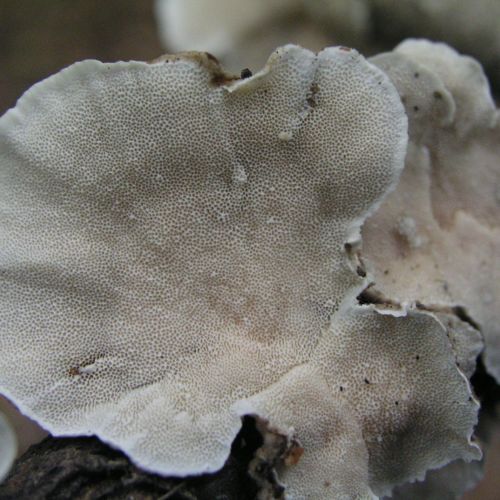 Trametes versicolor