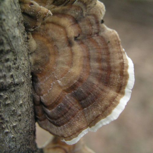 Trametes versicolor