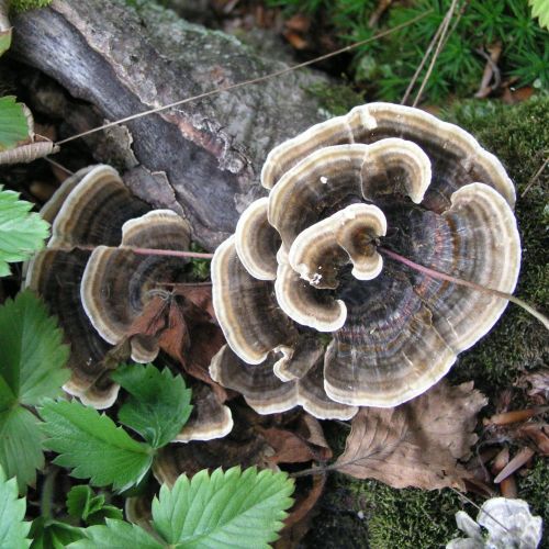 Trametes versicolor