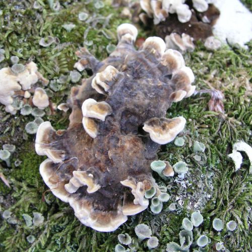 Trametes versicolor