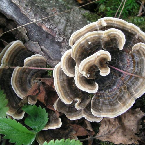 Trametes versicolor