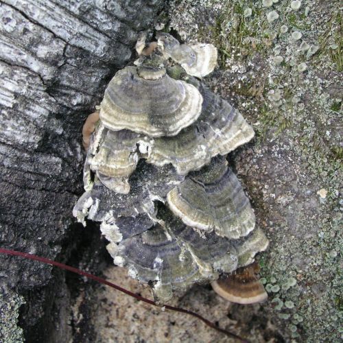 Trametes versicolor