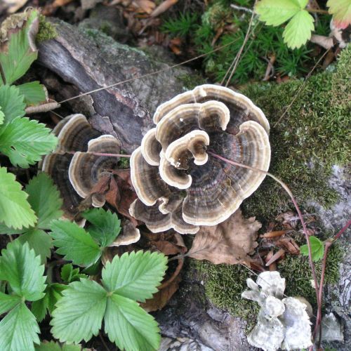 Trametes versicolor