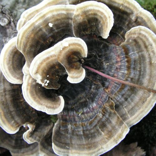 Trametes versicolor