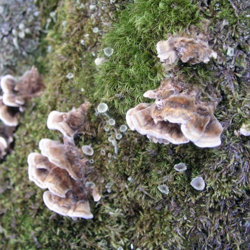 Trametes versicolor