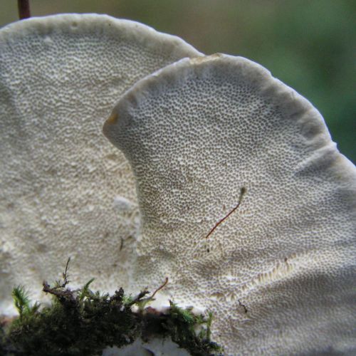 Trametes versicolor