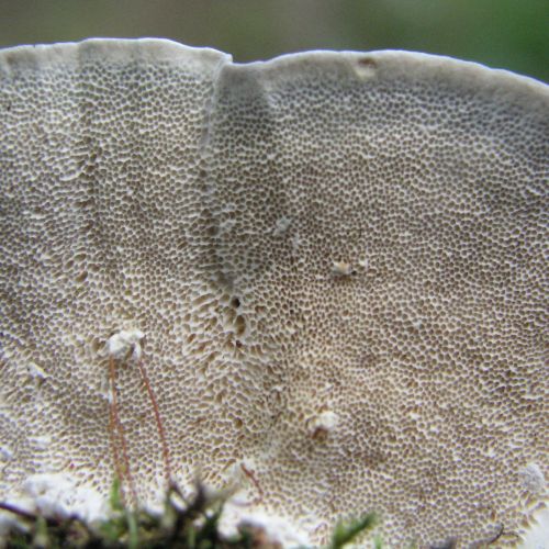 Trametes versicolor