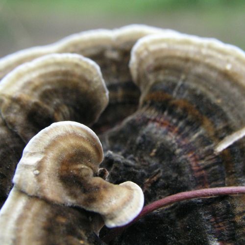 Trametes versicolor