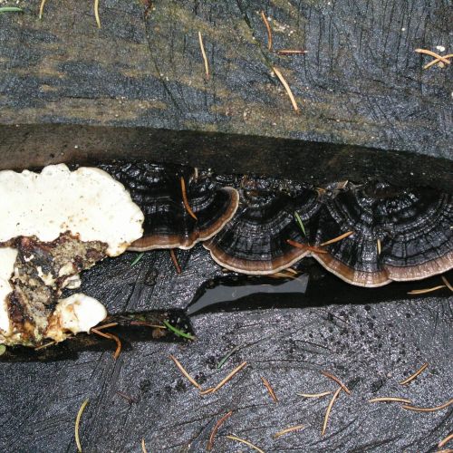 Trametes versicolor