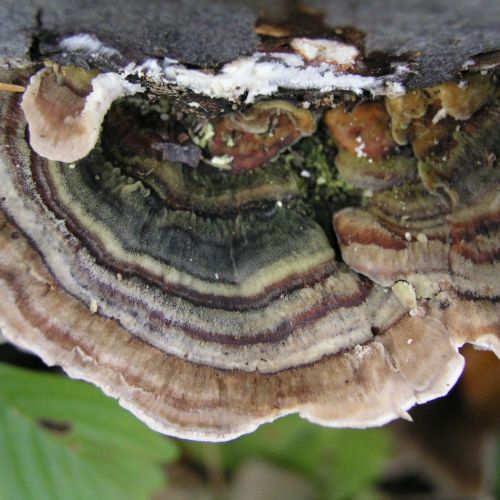 Trametes versicolor