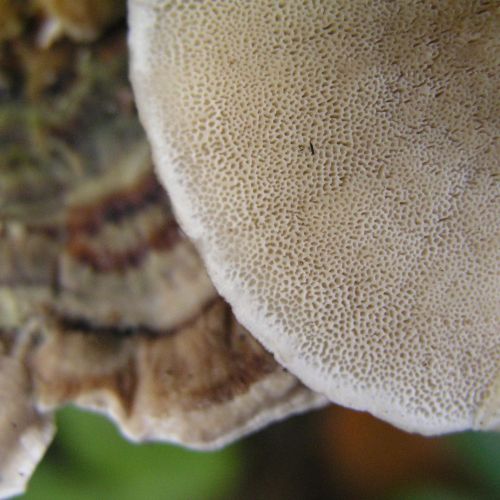 Trametes versicolor