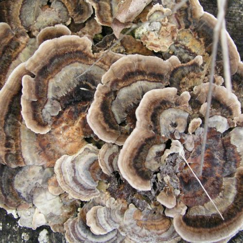 Trametes versicolor