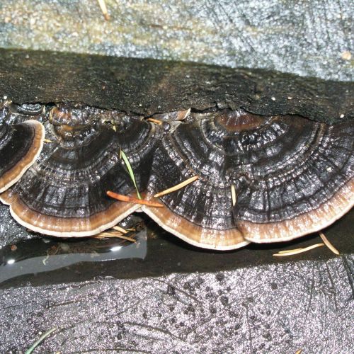 Trametes versicolor