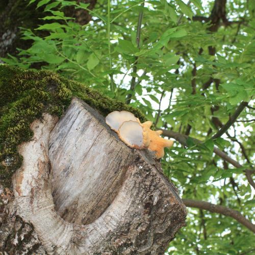 Laetiporus sulphureus 