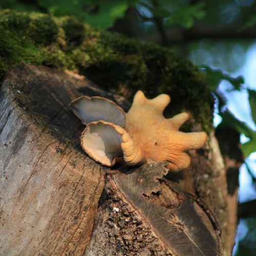 Laetiporus sulphureus 