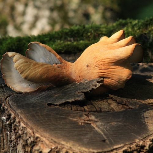 Laetiporus sulphureus 