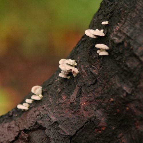 Schizophyllum commune