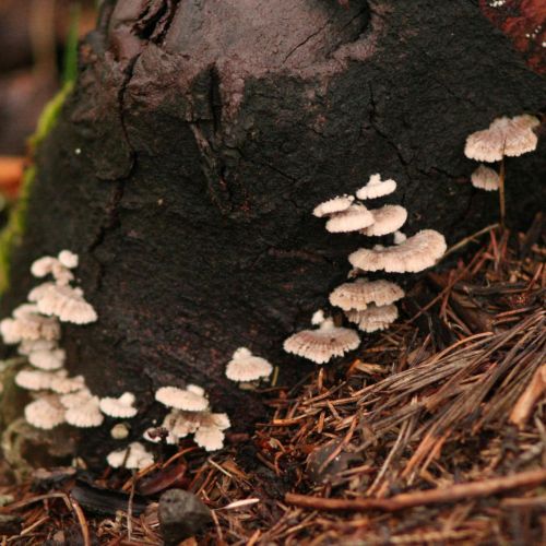 Schizophyllum commune