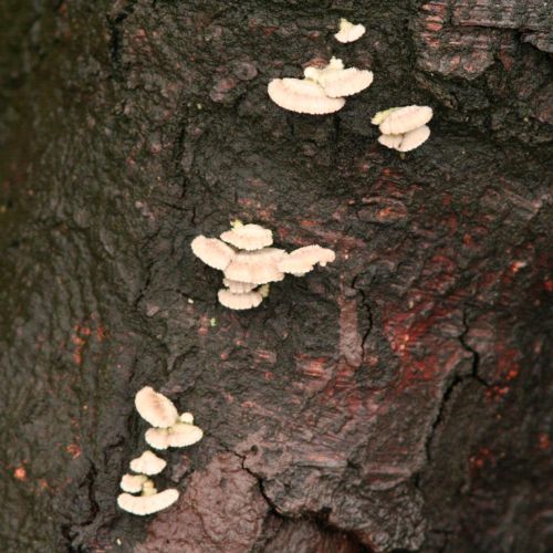 Schizophyllum commune