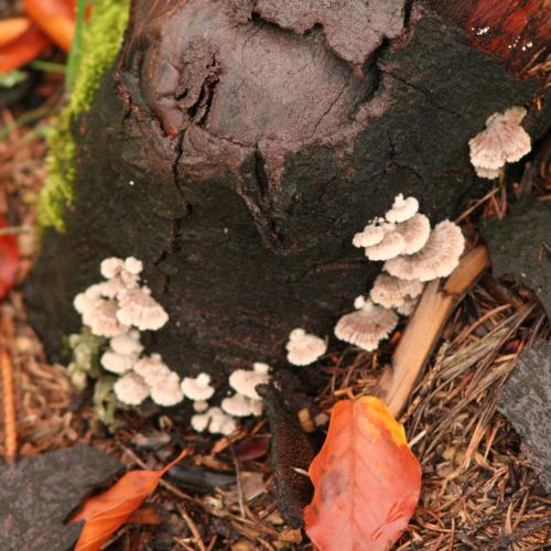 Schizophyllum commune