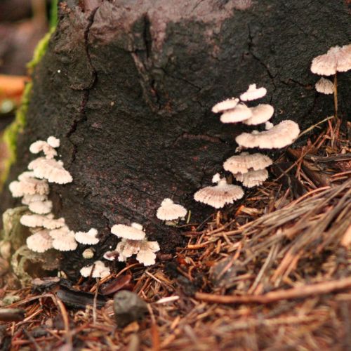 Schizophyllum commune