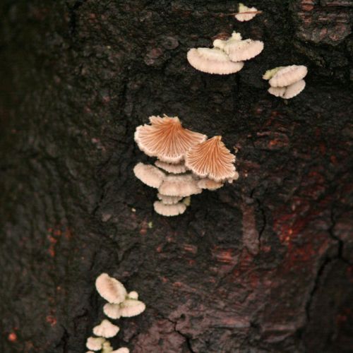 Schizophyllum commune