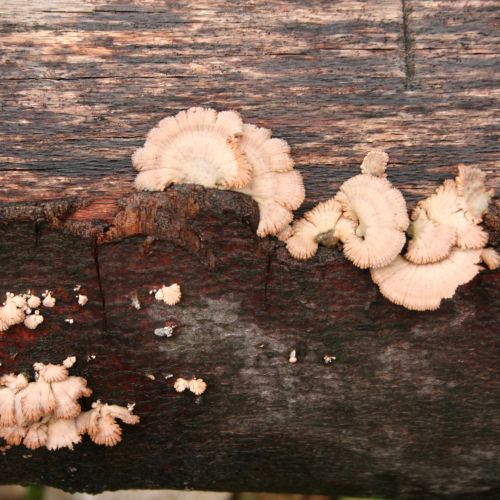 Schizophyllum commune