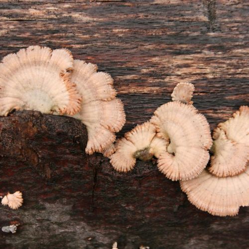 Schizophyllum commune