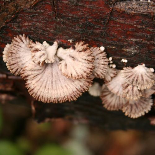 Schizophyllum commune