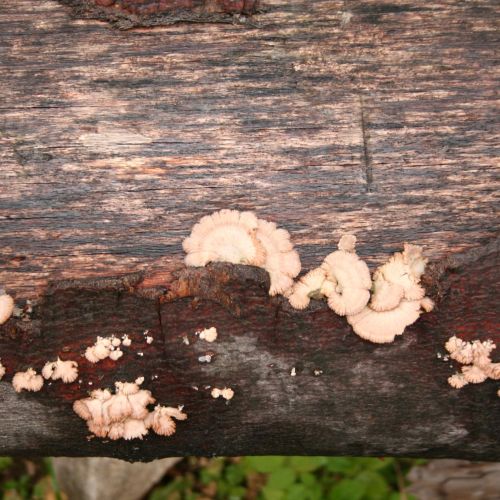 Schizophyllum commune