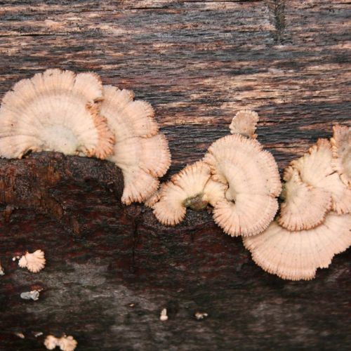 Schizophyllum commune