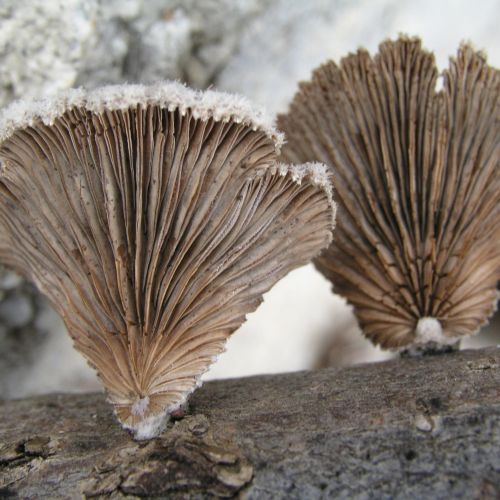 Schizophyllum commune