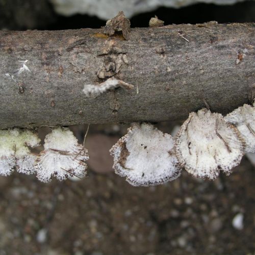 Schizophyllum commune