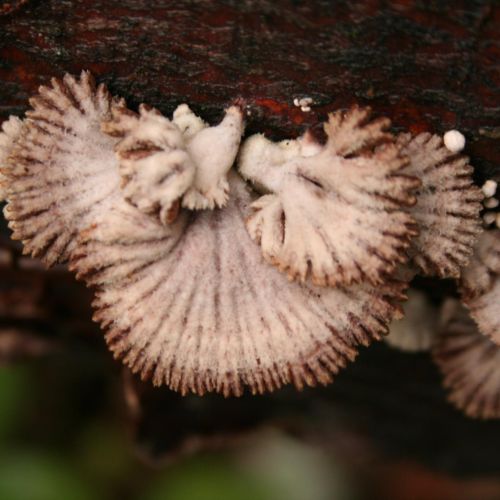 Schizophyllum commune