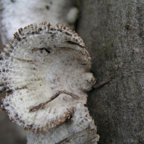 Schizophyllum commune