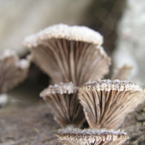 Schizophyllum commune