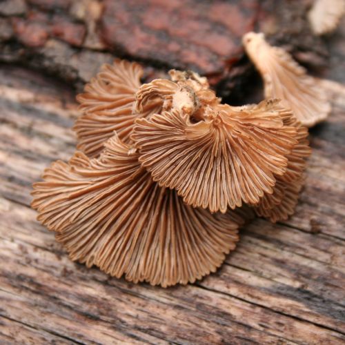 Schizophyllum commune