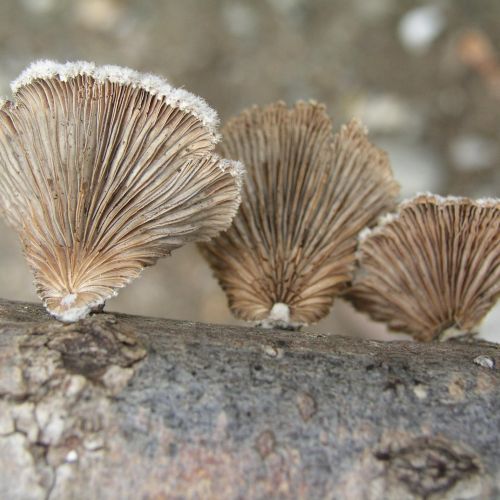 Schizophyllum commune