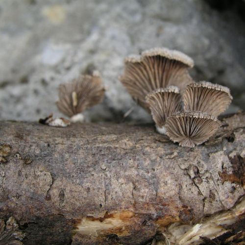 Schizophyllum commune