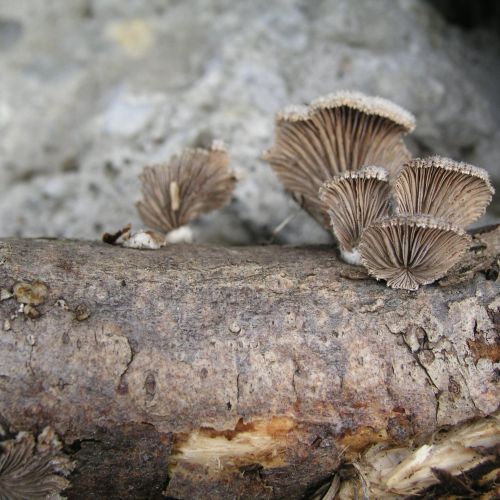 Schizophyllum commune